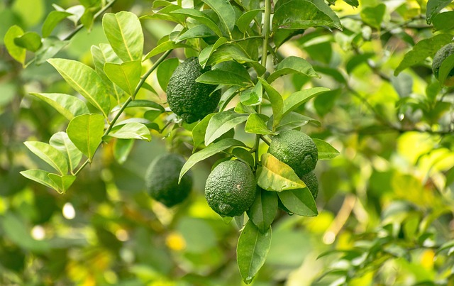citrus